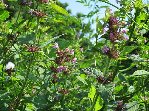 Brittlestem hempnettle: Gemeiner Hohlzahn ( Galeopsis tetrahit ) in den Horststückern im Landschaftsgebiet „Hockenheimer Rheinbogen“