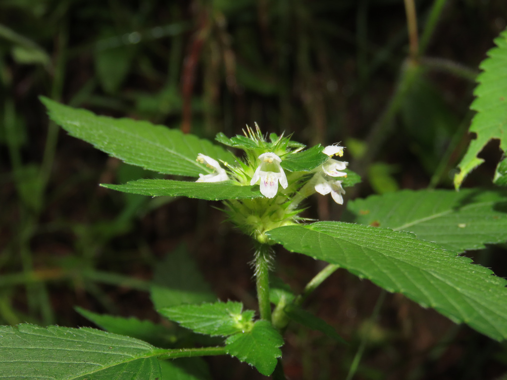 Brittlestem hempnettle (Galeopsis tetrahit)