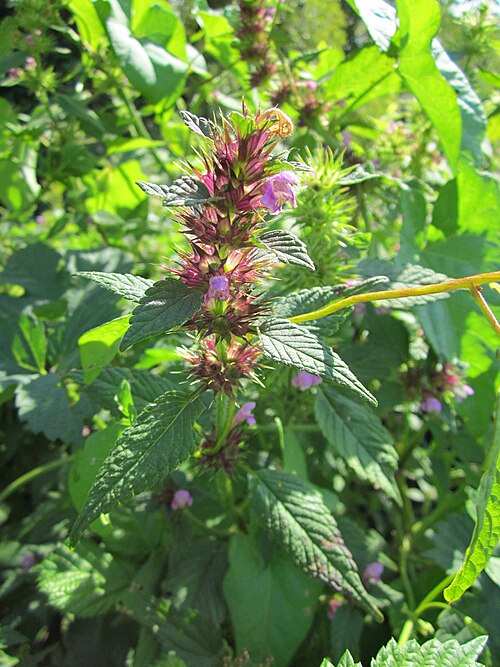 Brittlestem hempnettle: Gemeiner Hohlzahn ( Galeopsis tetrahit ) in den Horststückern im Landschaftsgebiet „Hockenheimer Rheinbogen“
