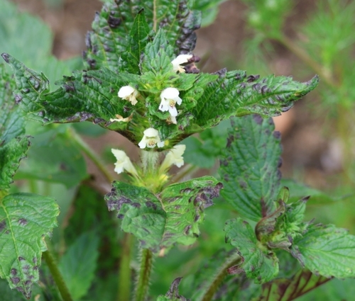 Brittlestem hempnettle (Galeopsis tetrahit)