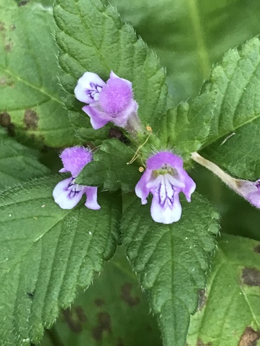 Brittlestem hempnettle (Galeopsis tetrahit)