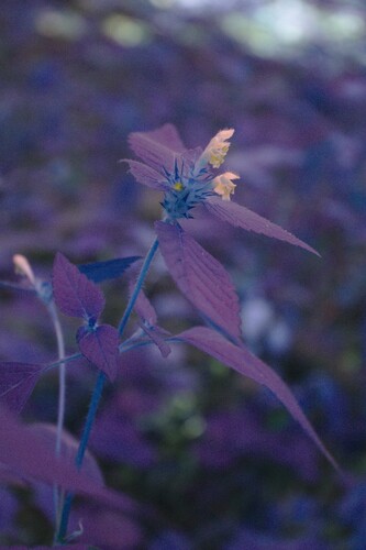 Brittlestem hempnettle (Galeopsis tetrahit)