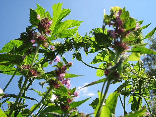 Brittlestem hempnettle: Gemeiner Hohlzahn ( Galeopsis tetrahit ) in den Horststückern im Landschaftsgebiet „Hockenheimer Rheinbogen“