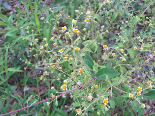 Gallant soldier (Galinsoga parviflora)