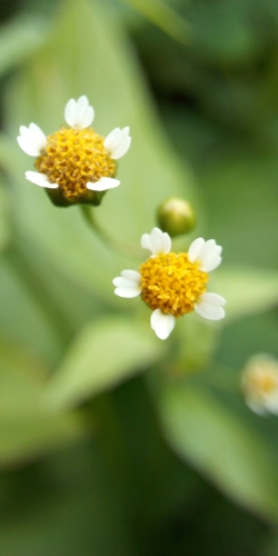 Gallant soldier (Galinsoga parviflora)