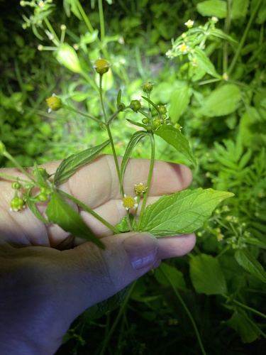 Gallant soldier (Galinsoga parviflora)