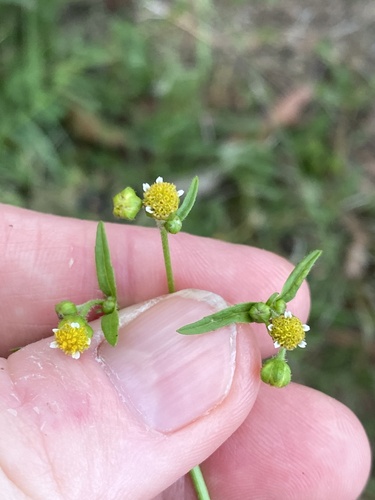 Gallant soldier (Galinsoga parviflora)
