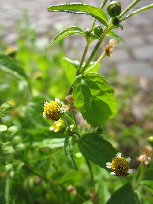 Gallant soldier: Kleinblütiges Knopfkraut ( Galinsoga parviflora ) an der Heinrich-Böcking-Straße in Saarbrücken
