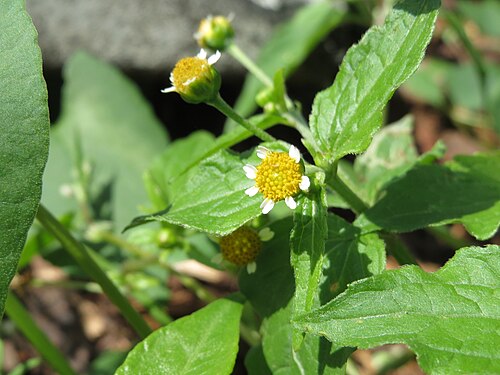 Gallant soldier: Kleinblütiges Knopfkraut ( Galinsoga parviflora ) in Hockenheim