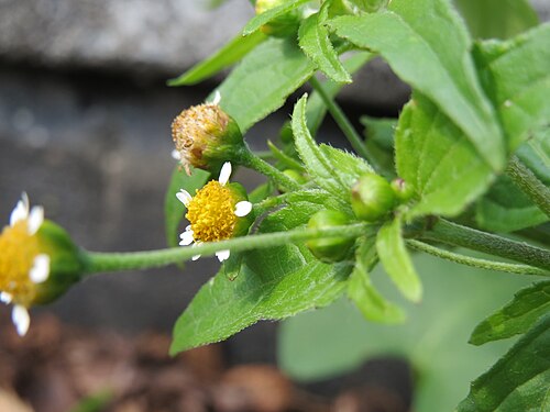 Gallant soldier: Kleinblütiges Knopfkraut ( Galinsoga parviflora ) in Hockenheim
