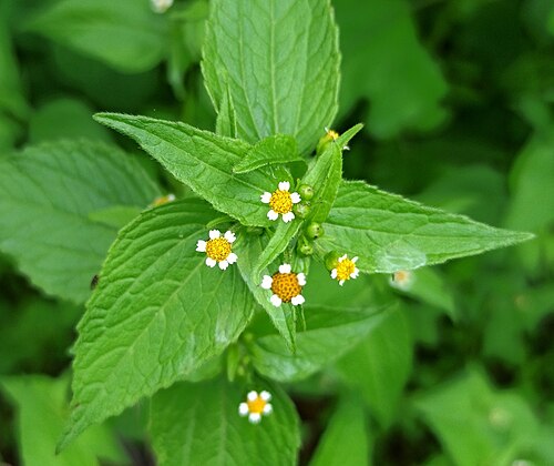 Gallant soldier: Galinsoga parviflora (Familia: Asteraceae). Nombres comunes: estrellita, manzanilla silvestre, mercurial, guasca, papca yuyo, burrionera, albahaca silvestre, sa