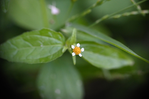 Gallant soldier (Galinsoga parviflora)