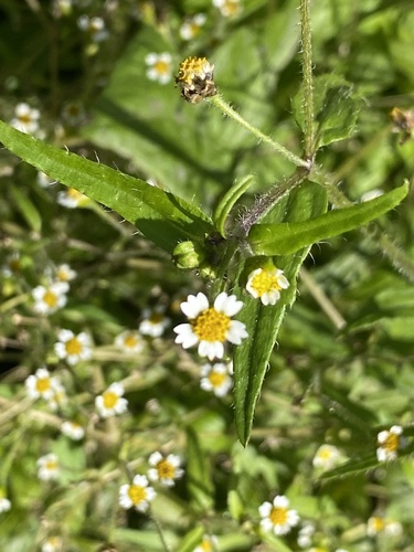 Shaggy soldier (Galinsoga quadriradiata)