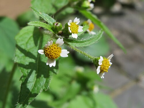 Shaggy soldier: Bewimpertes Knopfkraut ( Galinsoga quadriradiata ) in Saarbrücken