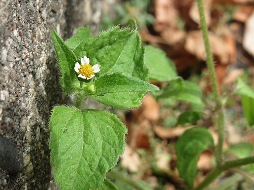 Shaggy soldier: Ritzenbotanik: Behaartes Knopfkraut oder Franzosenkraut ( Galinsoga quadriradiata ) am Leimbach Schwetzingen - eingeschleppt aus Südamerika. In Deutschland wurd