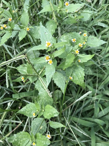Shaggy soldier (Galinsoga quadriradiata)