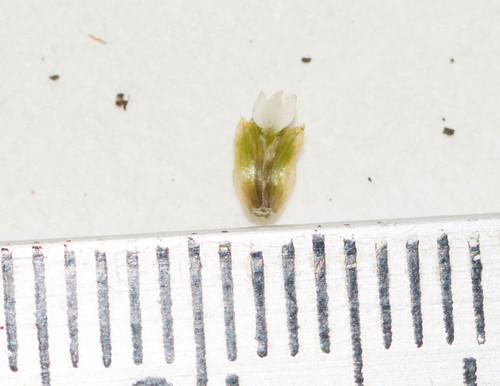 Shaggy soldier (Galinsoga quadriradiata)