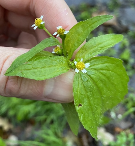 Shaggy soldier (Galinsoga quadriradiata)