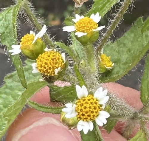 Shaggy soldier (Galinsoga quadriradiata)