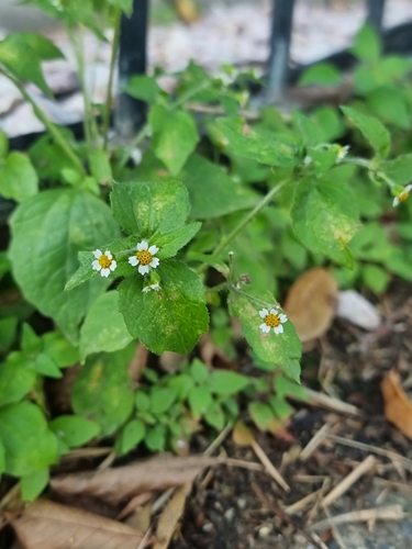 Shaggy soldier (Galinsoga quadriradiata)