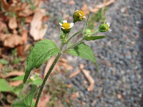 Shaggy soldier: Ritzenbotanik: Behaartes Knopfkraut oder Franzosenkraut ( Galinsoga quadriradiata ) am Leimbach Schwetzingen - eingeschleppt aus Südamerika. In Deutschland wurd