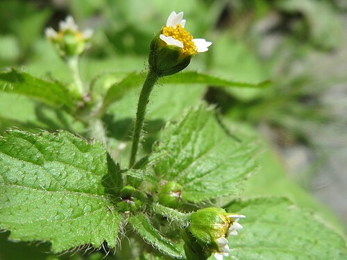 Shaggy soldier: Bewimpertes Knopfkraut ( Galinsoga quadriradiata ) in Saarbrücken