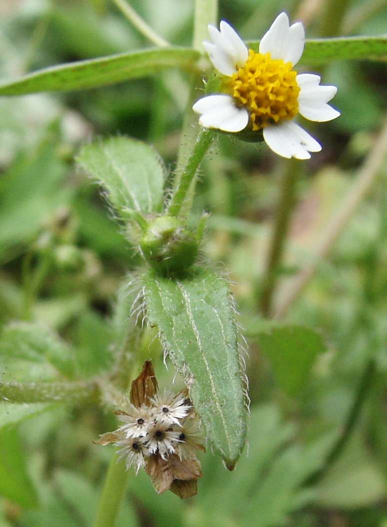 Shaggy soldier: Galinsoga ciliata from Cologne, Germany; flower, seeds, stem and leaves visible.