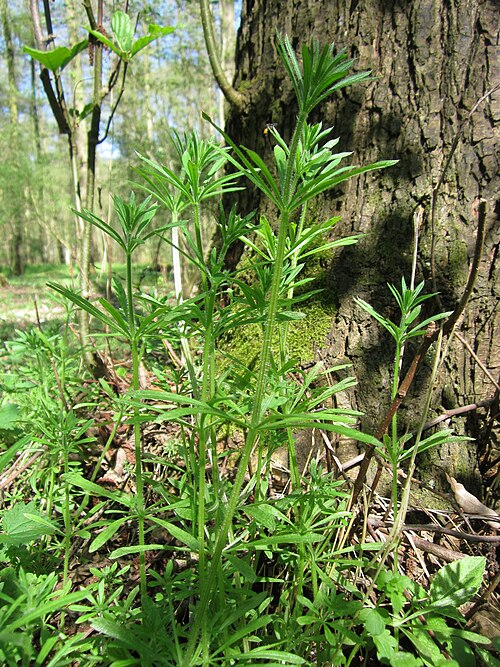 Goosegrass: Kletten-Labkraut ( Galium aparine ) im Naturschutzgebiet Marlach