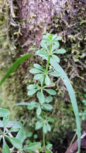 Goosegrass (Galium aparine)