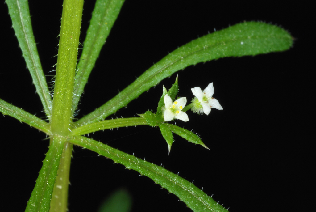 Goosegrass (Galium aparine)