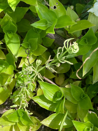 Goosegrass (Galium aparine)