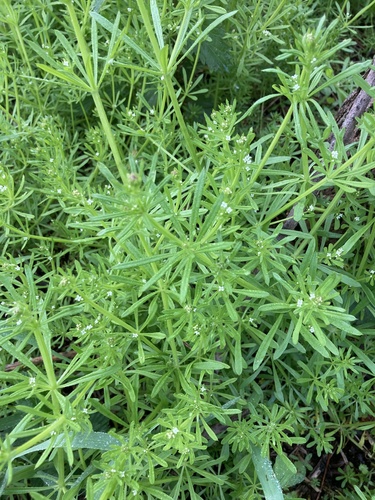 Goosegrass (Galium aparine)