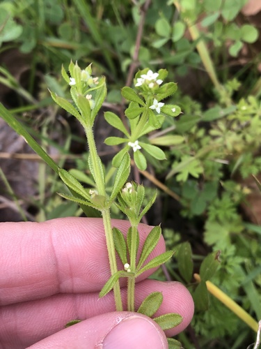Goosegrass (Galium aparine)
