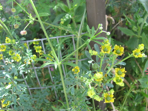 Goosegrass (Galium aparine)