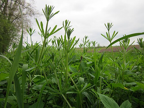 Goosegrass: Kletten-Labkraut ( Galium aparine ) am Kriegbach bei Neulußheim