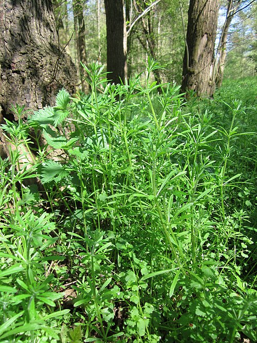 Goosegrass: Kletten-Labkraut ( Galium aparine ) im Naturschutzgebiet Marlach