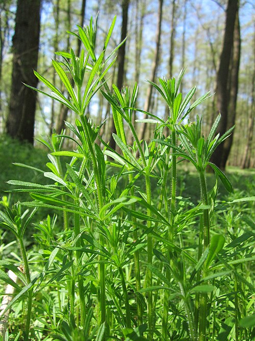 Goosegrass: Kletten-Labkraut ( Galium aparine ) im Naturschutzgebiet Marlach