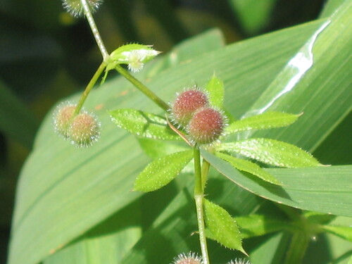 Goosegrass (Galium aparine)