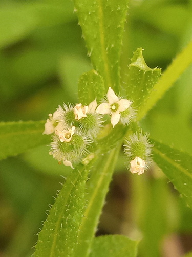 Goosegrass (Galium aparine)