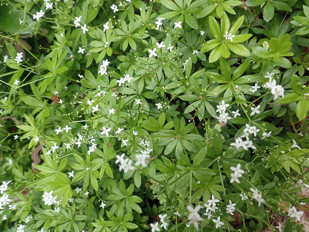 Sweet woodruff (Galium odoratum)