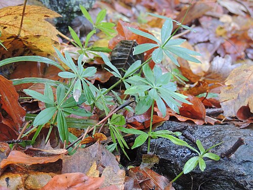 Sweet woodruff: Galium odoratum. Nature reserve Starý Hirštejn in Domažlice District, Czech Republic