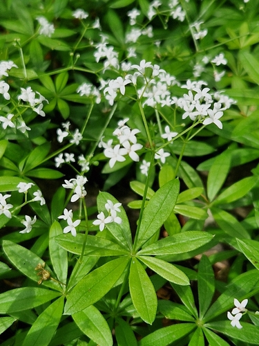 Sweet woodruff (Galium odoratum)