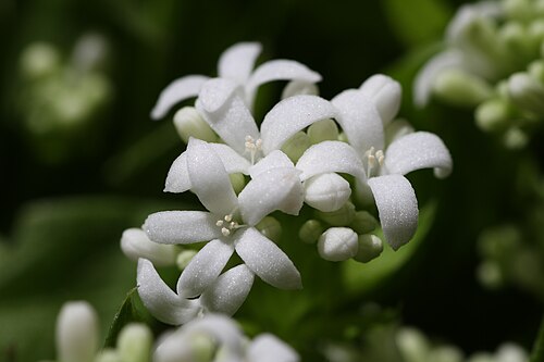 Sweet woodruff: Nahaufnahme von Waldmeister-Blüten