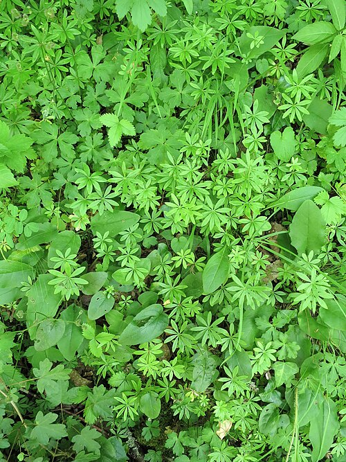 Sweet woodruff: Saint-Girons (Ariège, Midi-Pyrénées, France) - Aspérules ( Galium odoratum ).