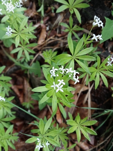 Sweet woodruff (Galium odoratum)