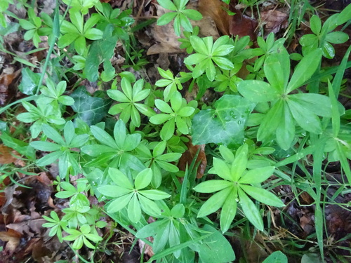 Sweet woodruff (Galium odoratum)
