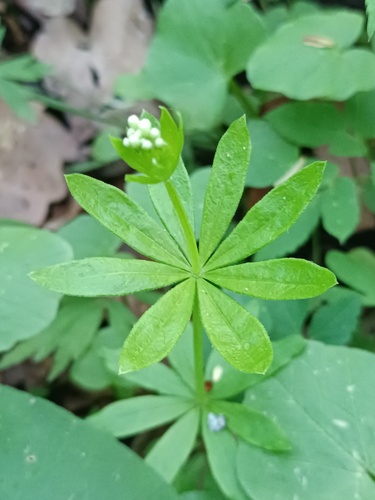 Sweet woodruff (Galium odoratum)