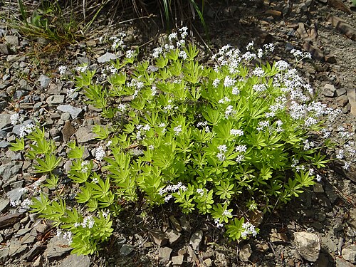 Sweet woodruff: Galium odoratum