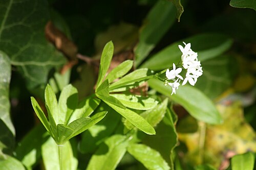 Sweet woodruff: Aspérule odorante