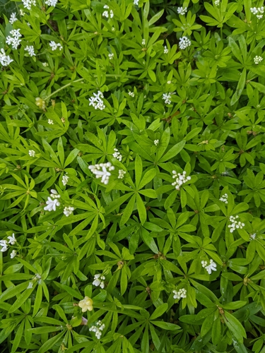 Sweet woodruff (Galium odoratum)